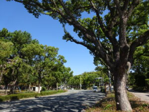 福岡県庁近くの並木道