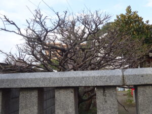 八橋神社　境内の梅の木