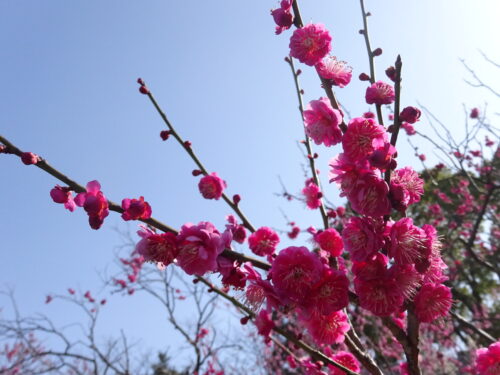 舞鶴公園の美しい梅