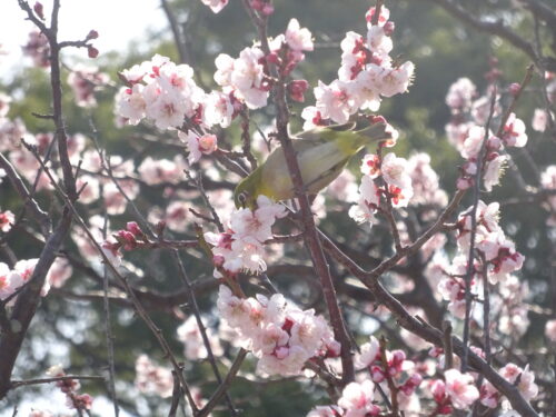 舞鶴公園の梅とメジロ