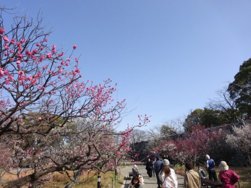 梅の花見客