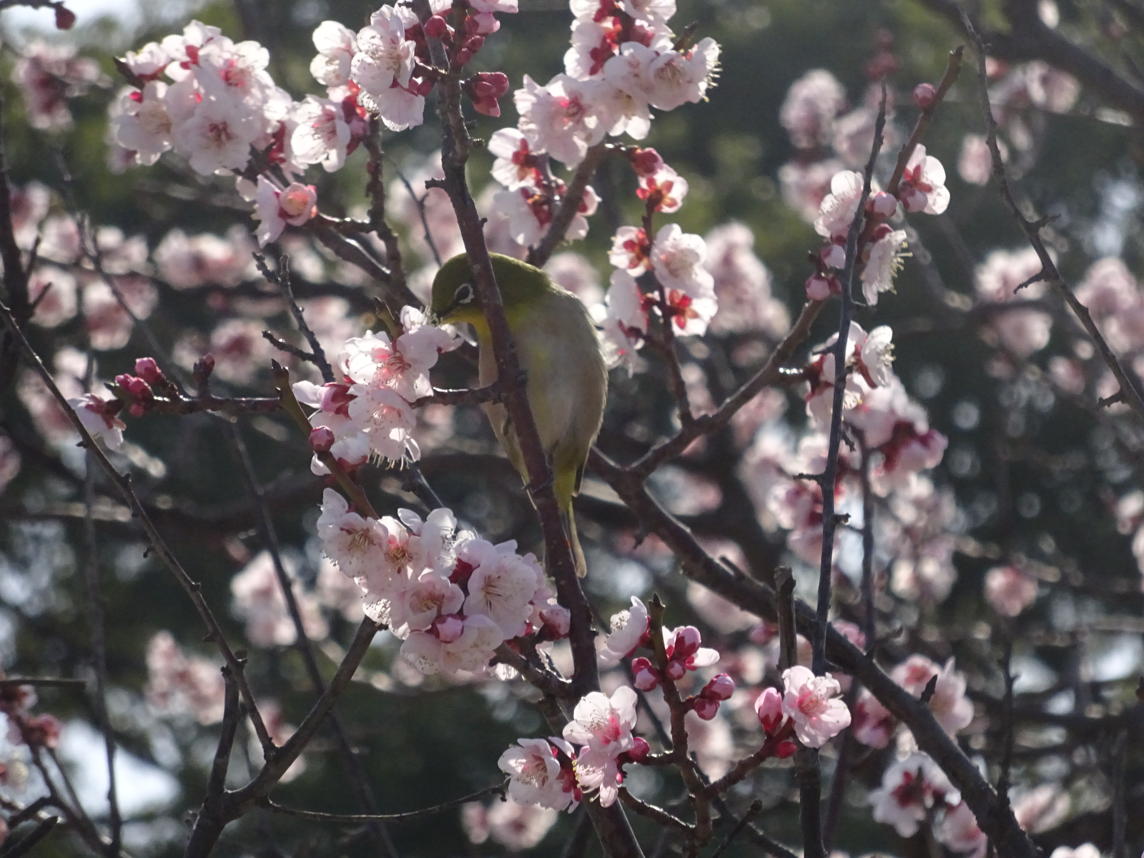 舞鶴公園の梅とメジロ