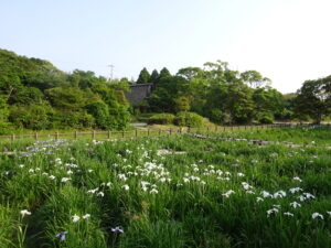 江戸菖蒲園