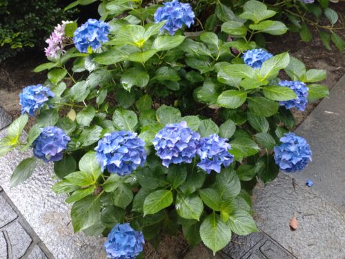 あじさい苑のあじさい