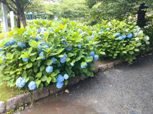 舞鶴公園あじさい