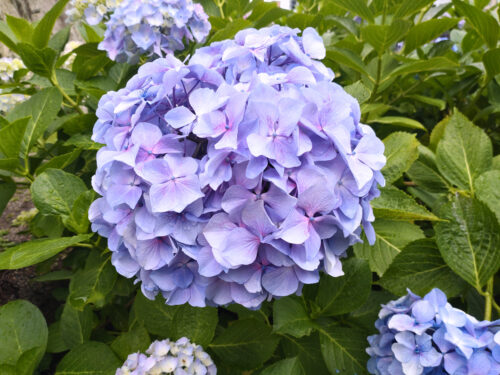 舞鶴公園あじさい