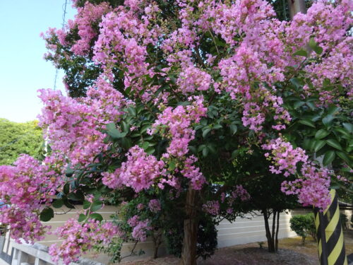 聖福寺そばに立つ花の木