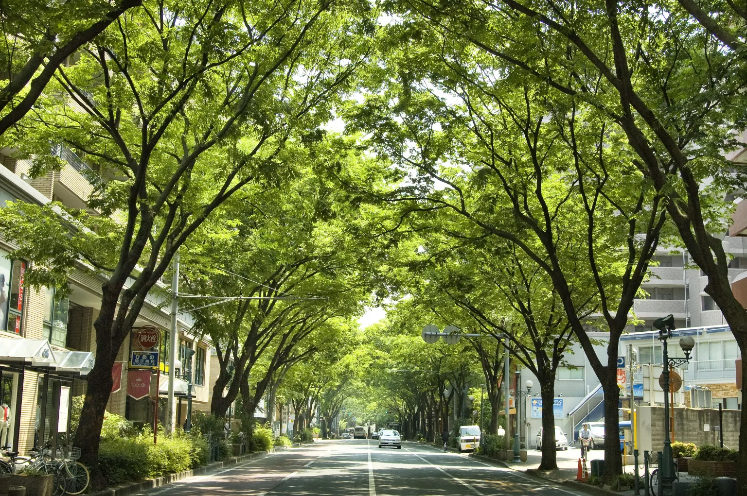 けやき通り風景