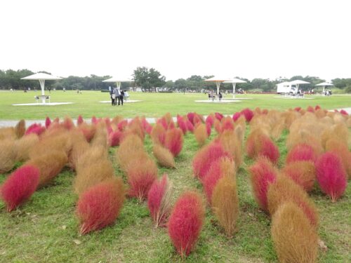 海の中道海浜公園のコキア