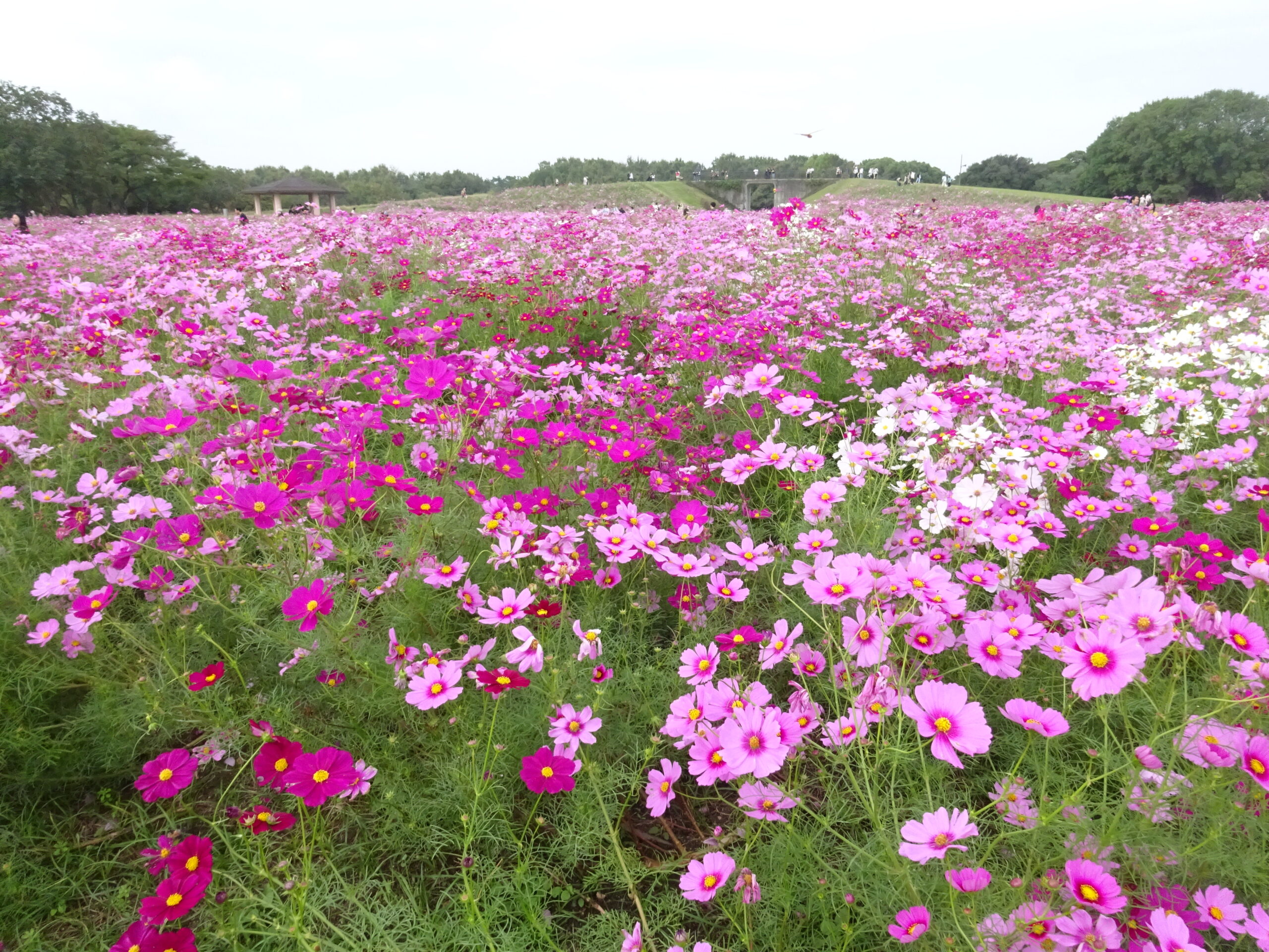 海の中道海浜公園のコスモス