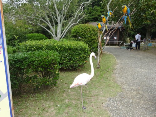 ルリコンゴウインコとフラミンゴ