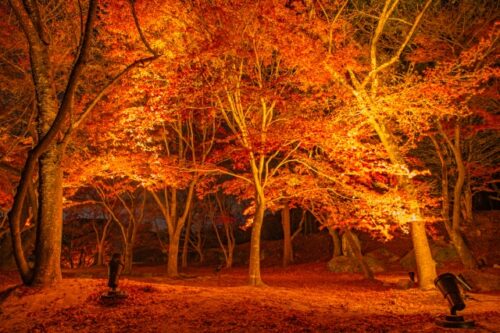 竈門神社の紅葉ライトアップ