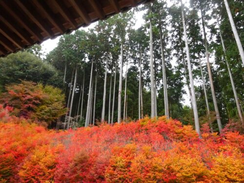 呑山観音寺 ドウダンツツジ