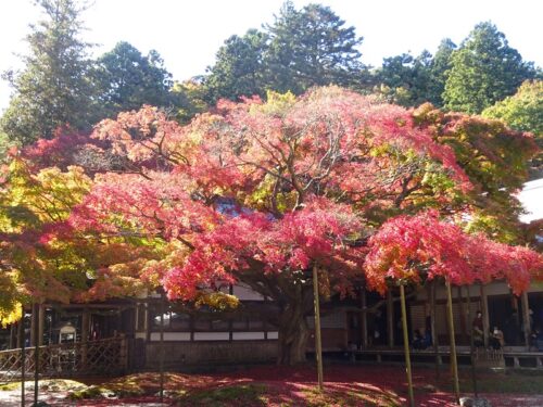 心字庭園にある樹齢400年の大楓