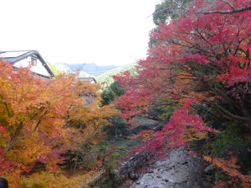 野鳥川の紅葉