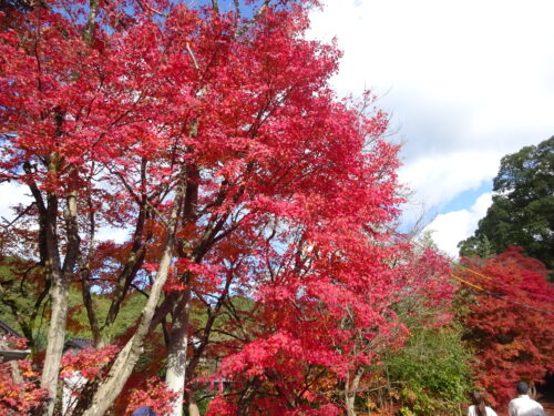 野鳥川の紅葉2