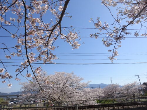 JR筑肥線沿いの桜