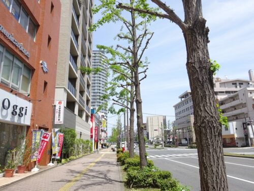 oggi前