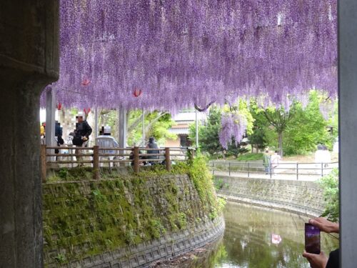 川の上の藤棚