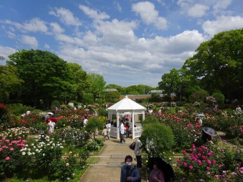 バラ園