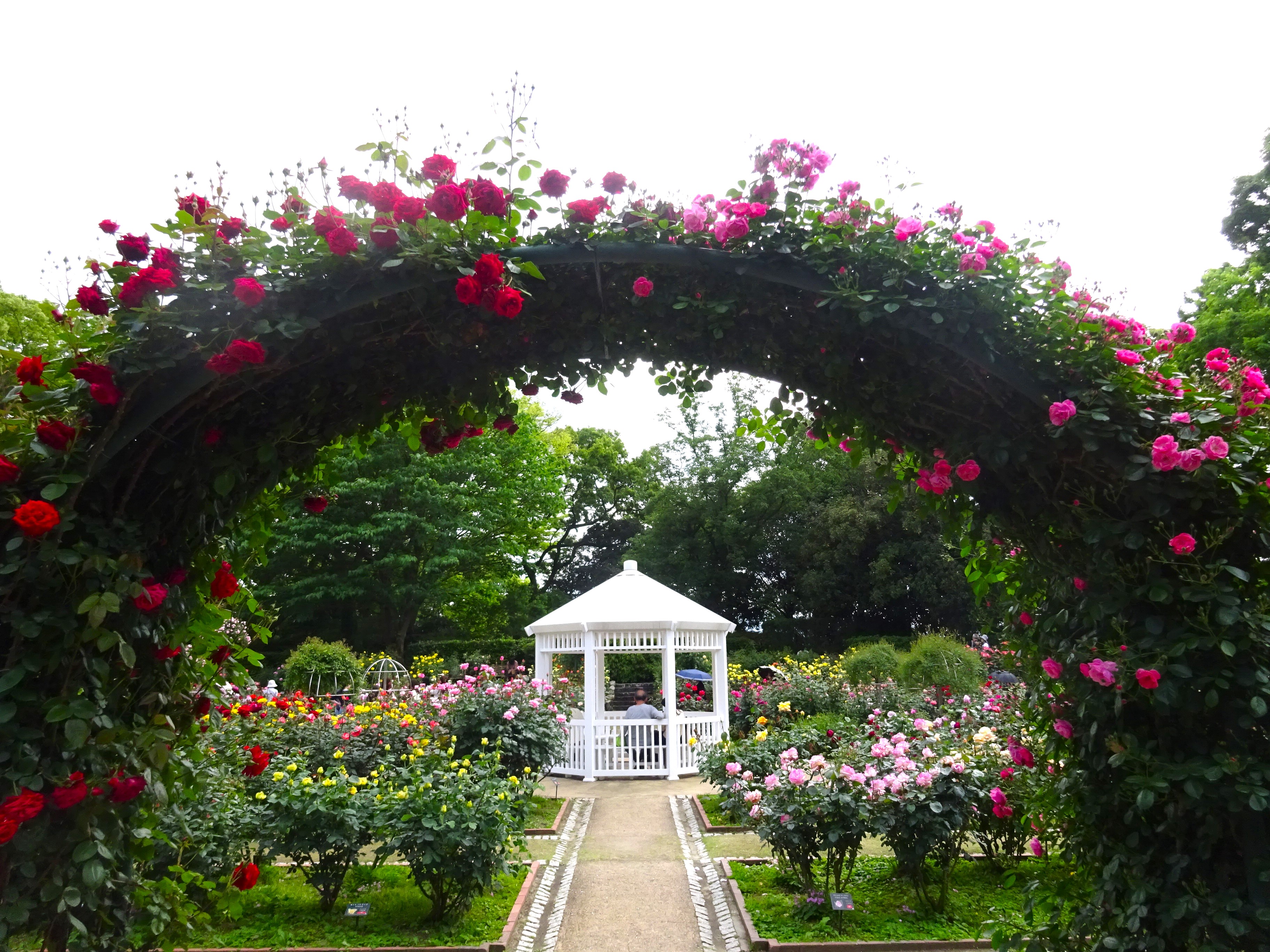福岡市植物園　バラ園