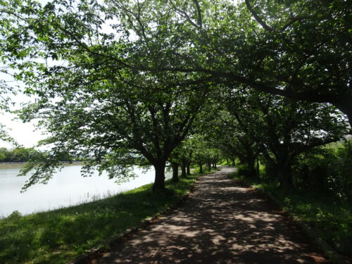 駕与丁公園の散歩道