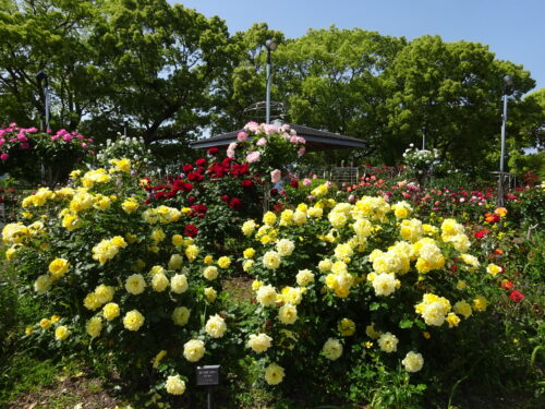 駕与丁公園　バラ園のバラ