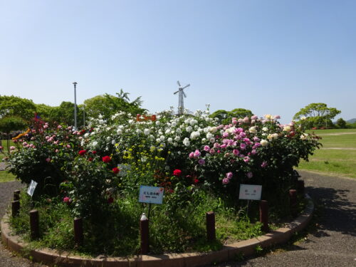芝生広場のバラ