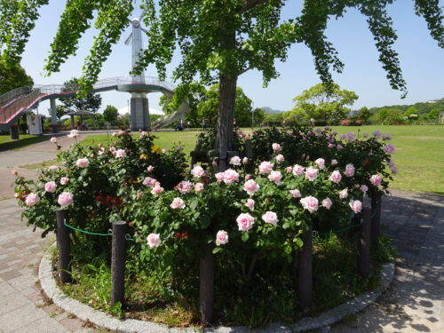 駕与丁公園のバラ