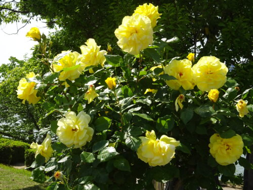 芝生広場のバラ
