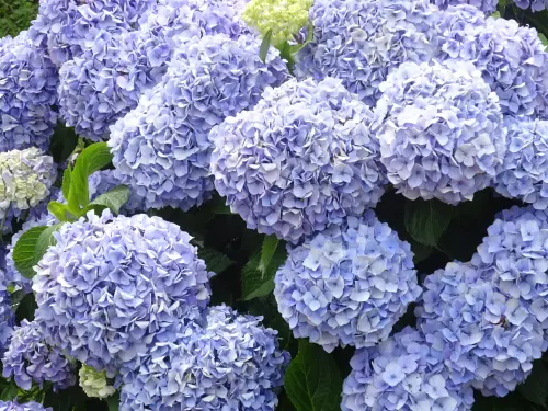 ヲベタ清正公堂のあじさい