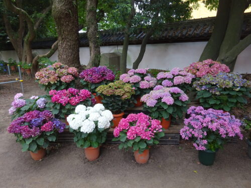 植木鉢に生えそろうあじさい