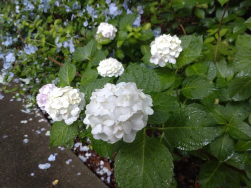 筥崎宮あじさい