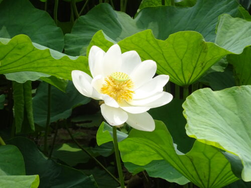 1号濠の蓮の花