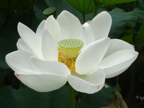 開いた蓮の花