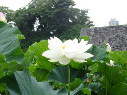 2号濠の蓮の花