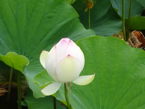 蓮の花のつぼみ