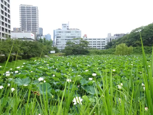 福岡城跡1号濠