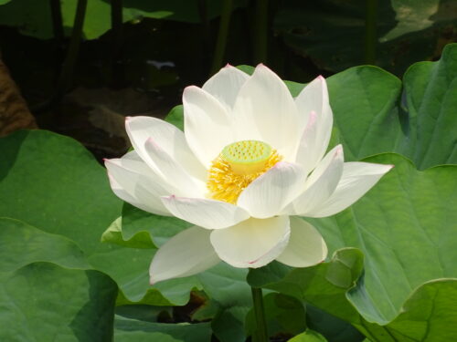 2号濠の蓮の花