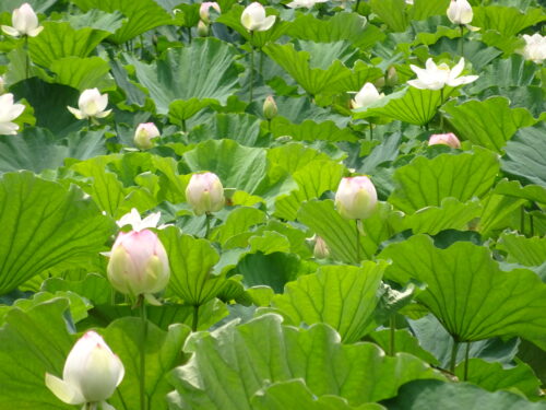 2号濠の蓮の花