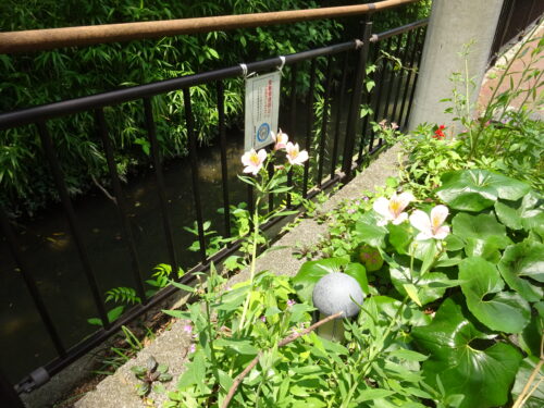 緑道沿いの花（アルストロメリア）