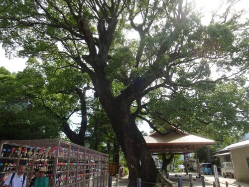 樹齢約500年以上の大楠