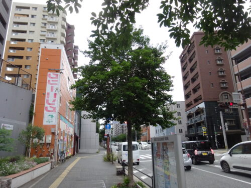 城南線　桜坂西交差点そば