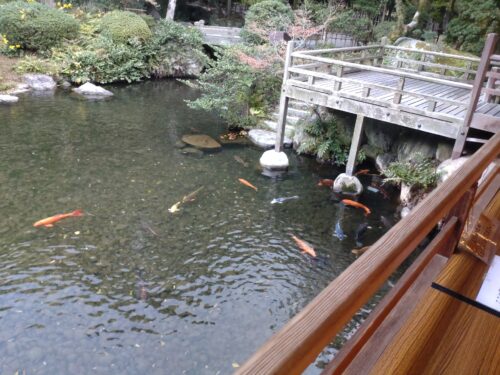 大広間から見た池の鯉