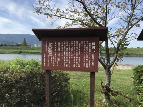 筑後川の鵜飼い
