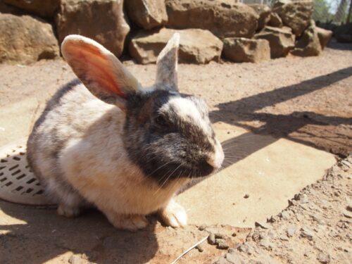 のこのしまアイランドパークのうさぎ