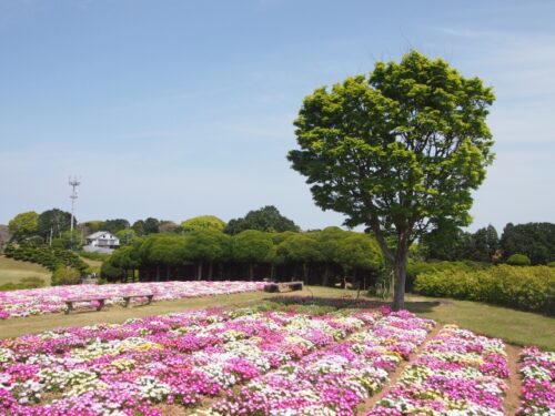 のこのしまアイランドパークのリビングストンデイジー