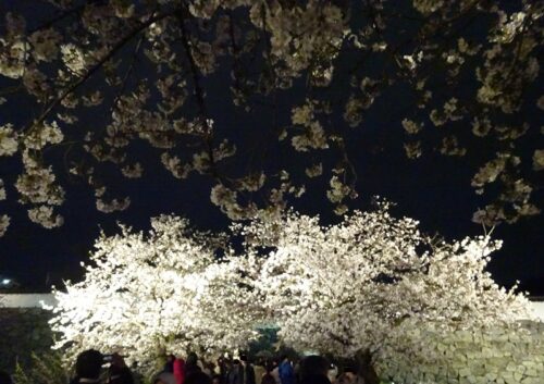 舞鶴公園ライトアップ