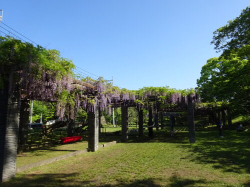 舞鶴公園の藤園