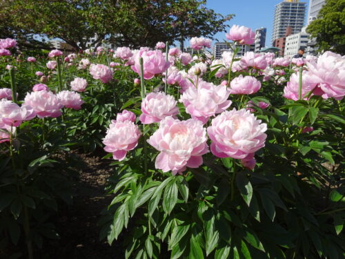 舞鶴公園　ボタンシャクヤク園